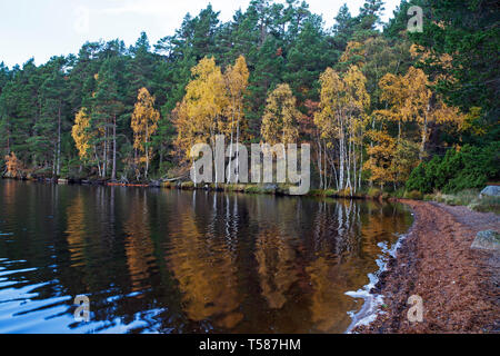 Loch Garten in early morning light et arbres reflète la RSPB Loch Garten réserver Abernethy Forest région des Highlands Scotland UK Octobre 2015 Banque D'Images