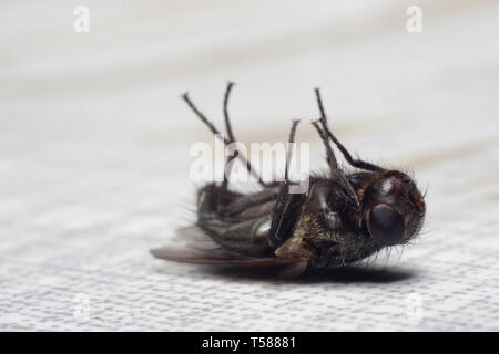 Dead fly allongé sur le dos, isolated on white Banque D'Images