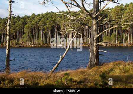 Loch Mallachie Caledonian et ancienne forêt de pins sur la forêt d'Abernethy et Loch Garten RSPB réserve naturelle, le Parc National de Cairngorms, Highland Reg Banque D'Images