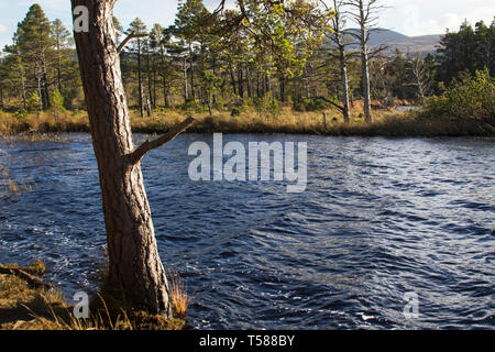 Loch Mallachie Caledonian et ancienne forêt de pins sur la forêt d'Abernethy et Loch Garten RSPB réserve naturelle, le Parc National de Cairngorms, Highland Reg Banque D'Images