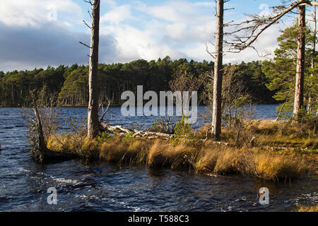 Loch Mallachie Caledonian et ancienne forêt de pins sur la forêt d'Abernethy et Loch Garten RSPB réserve naturelle, le Parc National de Cairngorms, Highland Reg Banque D'Images