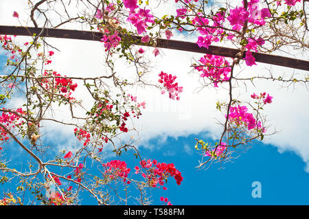 Branches avec de nombreuses fleurs de bougainvilliers rose et vert feuilles contre le ciel bleu avec des nuages blancs Banque D'Images