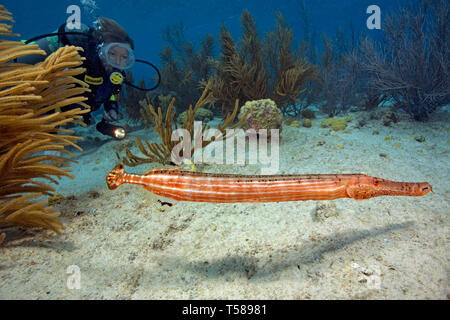 Atlantique Ouest poissons-trompette ou poissons-Trompette (Aulostomus maculatus) et de plongée sous marine, Bonaire, Antilles néerlandaises, Caraïbes Banque D'Images