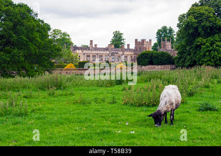 Château de Sudeley avec des moutons en premier plan, Winchcombe, Angleterre Banque D'Images