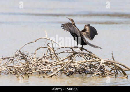 Darter africain (Anhinga rufa) perché sur des branches submergées dans un barrage rural au Cap-Occidental, Afrique du Sud. Les ailes se sont étirées après la plongée pour fis Banque D'Images