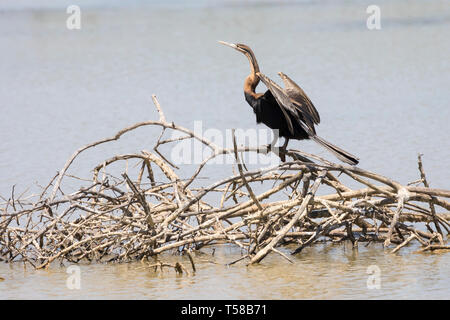 Darter africain (Anhinga rufa) perché sur des branches submergées dans un barrage rural au Cap-Occidental, Afrique du Sud. Les ailes se sont étirées après la plongée pour fis Banque D'Images