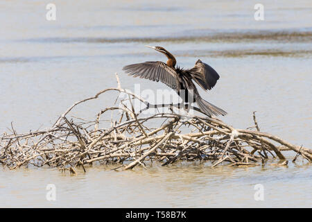 Darter africain (Anhinga rufa) perché sur des branches submergées dans le barrage rural du Cap-Occidental, Afrique du Sud. Les ailes se sont étirées après la plongée pour le poisson Banque D'Images