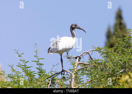 Afrique blanc ibis sacré (Threskiornis aethiopicus), juvenile en haut d'un arbre épineux acacia, Leidam, Montagu, Western Cape, Afrique du Sud