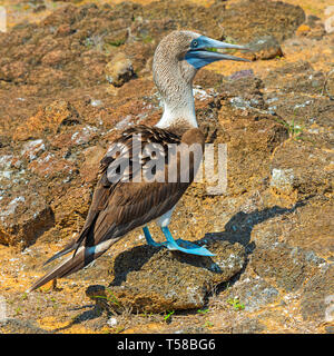 Un seul pieds rouges bleu (Sula nebouxii) sur la roche volcanique de l'île de San Cristobal, parc national des Galapagos, Equateur. Banque D'Images