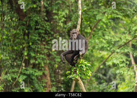 Chimpanzé mâle dans un arbre dans la jungle Buanchor, Afi Mountain, au sud du Nigeria Banque D'Images