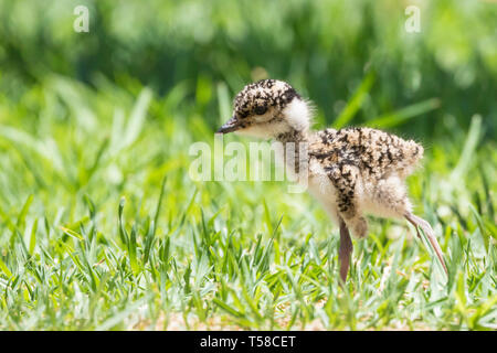 Petit quatre jours couronnés sociable ou poussins (Vanellus coronatus couronné) walkng on Green grass, Close up side view, tachetés plumage duveteux Banque D'Images