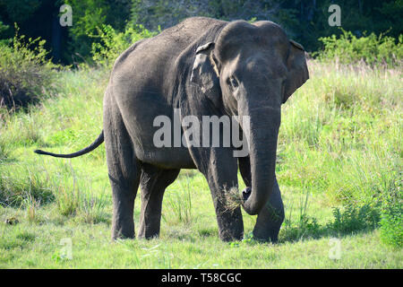 Éléphant sri-lankais, Elephas maximus maximus, parc national de Méneriya, Sri Lanka. Ázsiai (ceyloni) elefánt (Elephas maximus maximus). Banque D'Images