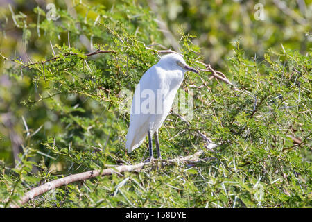 Juvenile Western Cattle Egret Bubulcus ibis ()dormir en attendant d'être nourris dans un acacia, Leidam, Montagu, Western Cape, Afrique du Sud, gros plan Banque D'Images