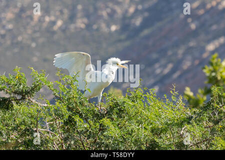 Des adultes reproducteurs non Western Cattle Egret (Bubulcus ibis) étendant ses ailes perché sur un acacia thorn tree, Leidam, Montagu, Afrique du Sud, Western Cape Banque D'Images