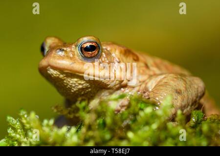 Crapaud commun (Bufo bufo) sur la mousse, animal portrait, Baden-Wurttemberg, Allemagne Banque D'Images