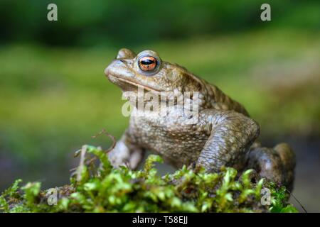 Crapaud commun (Bufo bufo) sur la mousse, Baden Wurtemberg, Allemagne Banque D'Images