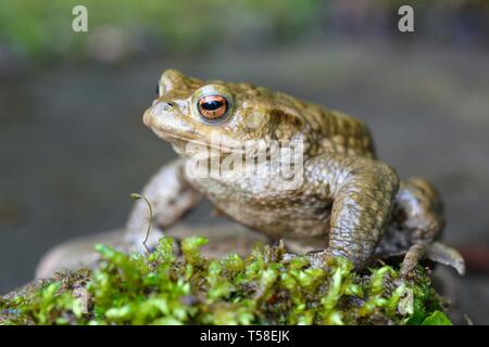 Crapaud commun (Bufo bufo) sur la mousse, Baden Wurtemberg, Allemagne Banque D'Images