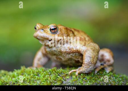 Crapaud commun (Bufo bufo) sur la mousse, Baden-Wurttemberg, Allemagne Banque D'Images