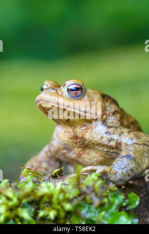 Crapaud commun (Bufo bufo) sur la mousse, Baden-Wurttemberg, Allemagne Banque D'Images