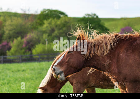 Un cheval crinière flaxen est hérissé par le vent. Banque D'Images