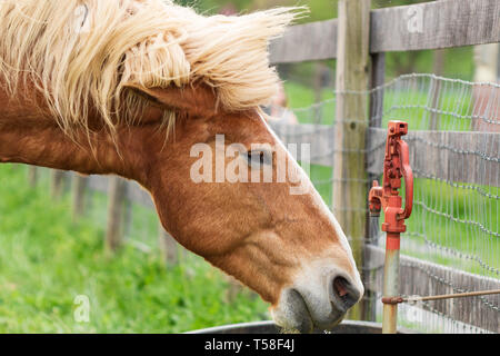 Un cheval de trait belge (Equus ferus caballus) boit de l'eau à la ferme Banque D'Images