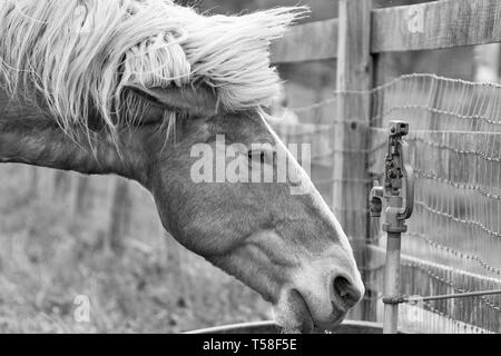 Un cheval de trait belge (Equus ferus caballus) boit de l'eau à la ferme Banque D'Images