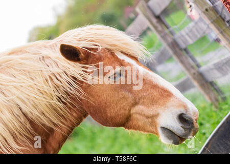 Un cheval de trait belge (Equus ferus caballus) boit de l'eau à la ferme Banque D'Images