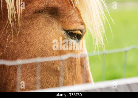Close-up d'un cheval de trait belge (Equus ferus caballus) Banque D'Images