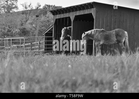 Deux chevaux de trait belge (Equus ferus caballus) dormir debout par leurs étals, sur le Biltmore Estate à Asheville, NC, USA Banque D'Images