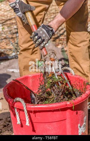 Issaquah, Washington, USA. L'homme mélange avec une fourche à compost un nombre égal de "verts" et "bruns", avec assez d'eau pour ressembler à une éponge humide, dans un co Banque D'Images