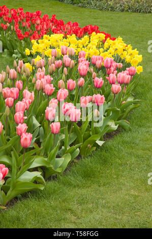 Mount Vernon, Washington, USA. Ligne incurvée de tulipes et de jonquilles, avec premier plan : Impression Rose Tulipe ; milieu : valeur Standard jonquilles ; arrière : R Banque D'Images