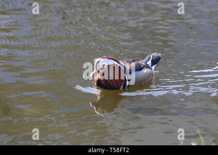 Canard mandarin mâle nageant dans un fossé dans le village de Nieuwerkerk aan den IJssel aux Pays-Bas Banque D'Images