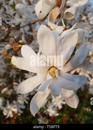 Magnolia stellata Royal Star ou avec de grandes fleurs blanches au printemps dans un jardin Banque D'Images