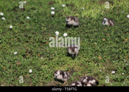 Les poussins d'une oie égyptienne sur l'herbe à Nieuwerkerk aan den IJssel aux Pays-Bas Banque D'Images