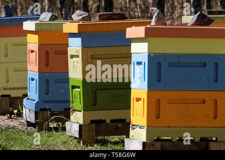 Une ruche est un endroit clos, structure dans laquelle certaines espèces d'abeilles du sous-genre Apis vivre et élever leurs jeunes. Banque D'Images