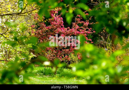 Jardin d'ornement au printemps Banque D'Images