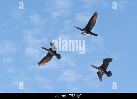 Petit troupeau de 3 oiseaux Cormoran (Phalacrocorax carbo) volant au printemps dans l'East Sussex, Angleterre, Royaume-Uni. Banque D'Images