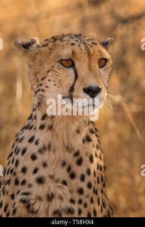 Le guépard - Acinonyx jubatus, belle les carnivores d'arbustes et les savanes de l'Afrique, la Namibie. Banque D'Images