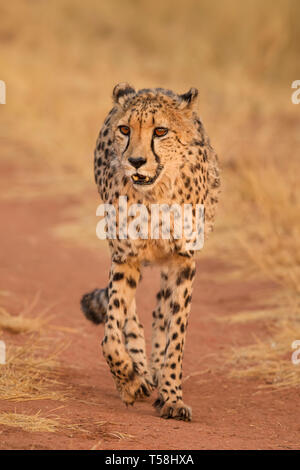 Le guépard - Acinonyx jubatus, belle les carnivores d'arbustes et les savanes de l'Afrique, la Namibie. Banque D'Images