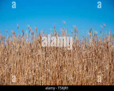 Or isolé sur un ciel bleu des roseaux - un arrière-plan ou de texture Banque D'Images