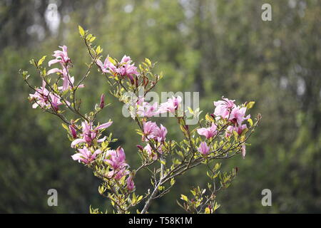 Susan Magnolia en fleurs Banque D'Images