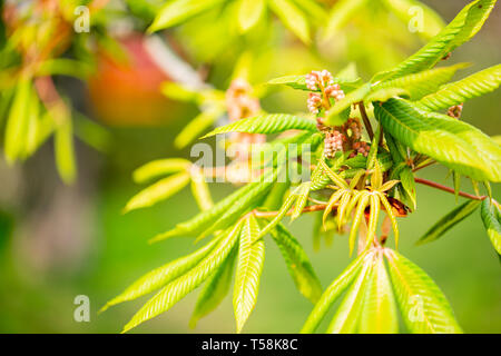 Le vert des feuilles d'arbre dans l'arrière-plan flou printemps soleil avec des feuilles de marronnier vert Banque D'Images