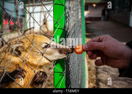 Ours nez carotte manger au zoo Banque D'Images