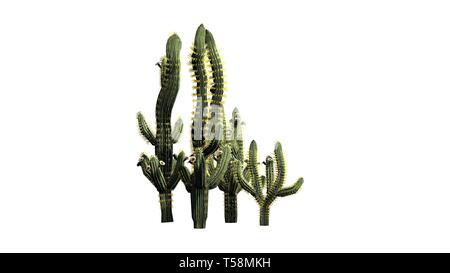 Divers Saguaro cactus plantes - isolé sur fond blanc Banque D'Images