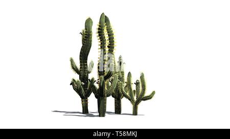 Divers Saguaro cactus plantes - isolé sur fond blanc Banque D'Images