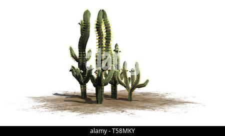 Divers Saguaro cactus plantes - isolé sur fond blanc Banque D'Images