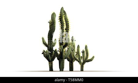 Divers Saguaro cactus plantes - isolé sur fond blanc Banque D'Images