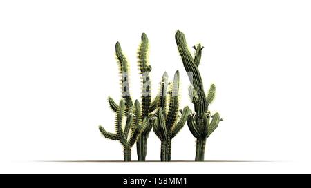 Divers Saguaro cactus plantes - isolé sur fond blanc Banque D'Images