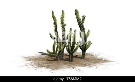 Divers Saguaro cactus plantes - isolé sur fond blanc Banque D'Images