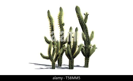Divers Saguaro cactus plantes - isolé sur fond blanc Banque D'Images